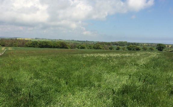 A view of the trial looking north. There are a total of 14 plots extending across perpendicularly across the length of the field. Designed pre- the advent of modern statistics, this trial is not replicated.